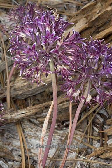 allium abramsii 2 graphic